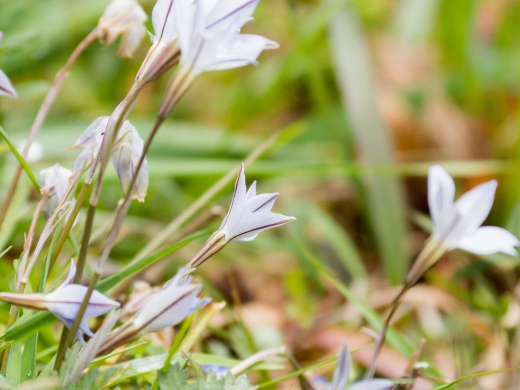 道端に咲く花