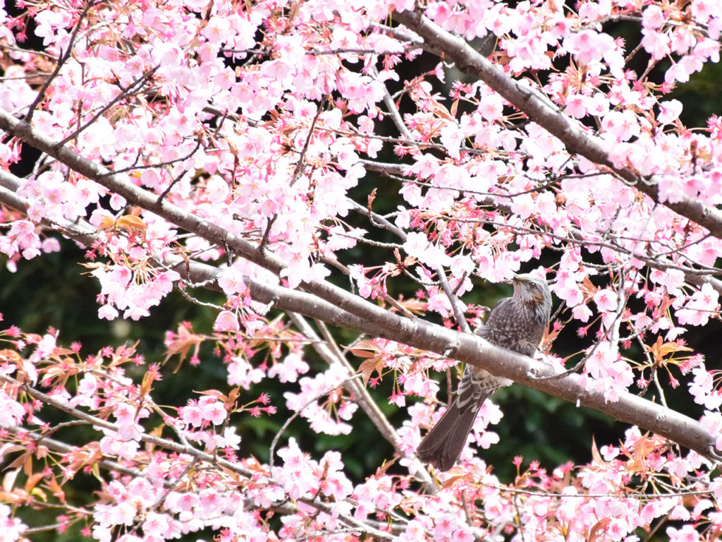 桜とヒヨドリ