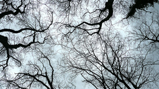 To increase the power of nature within me.